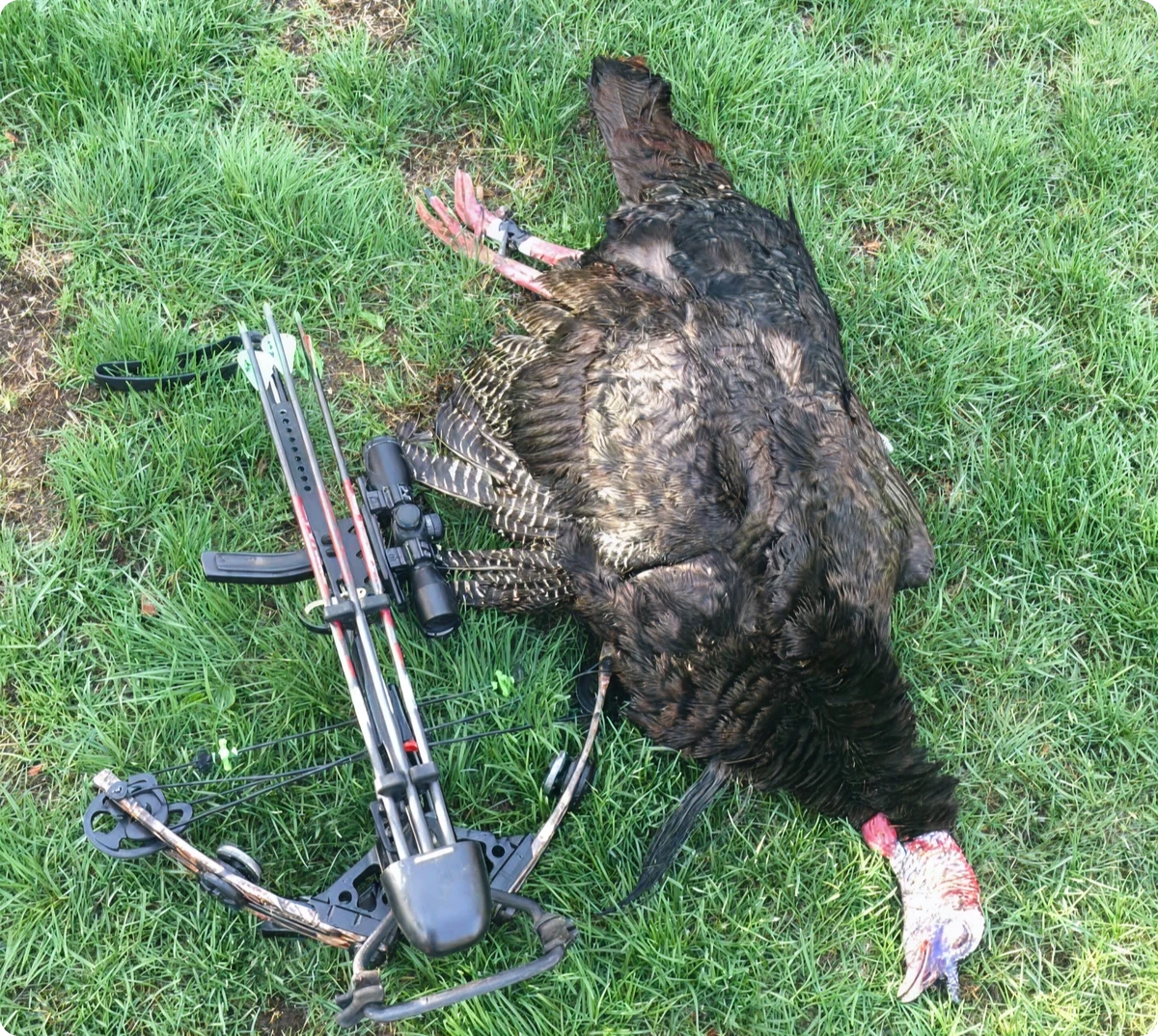 Harvested turkey with hunting bow
